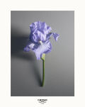 CREED IRIS DEBONAIR Woda perfumowana PRÓBKA 6ML - 8